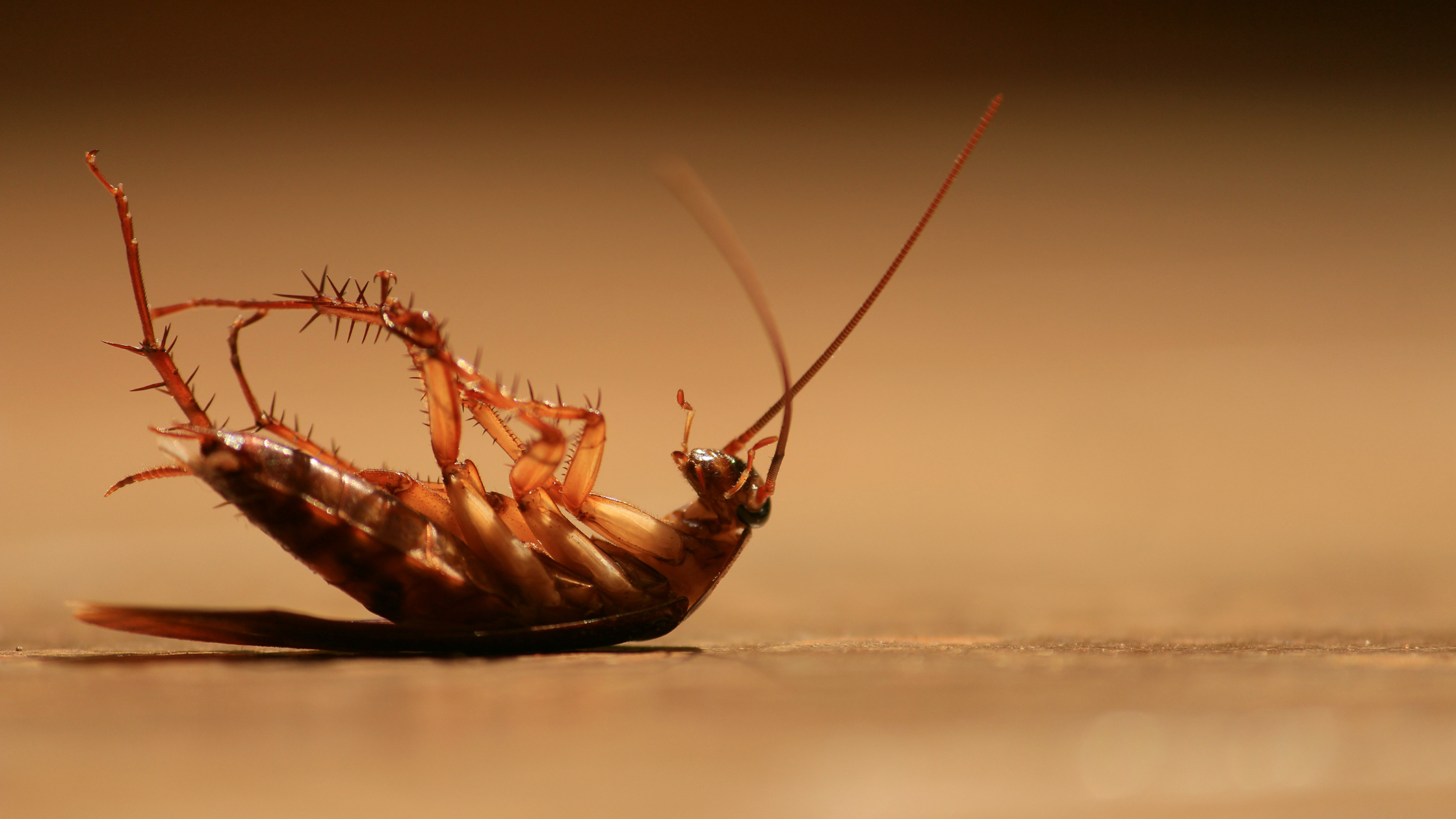 How to Eliminate House Cockroaches for a Cleaner Home.