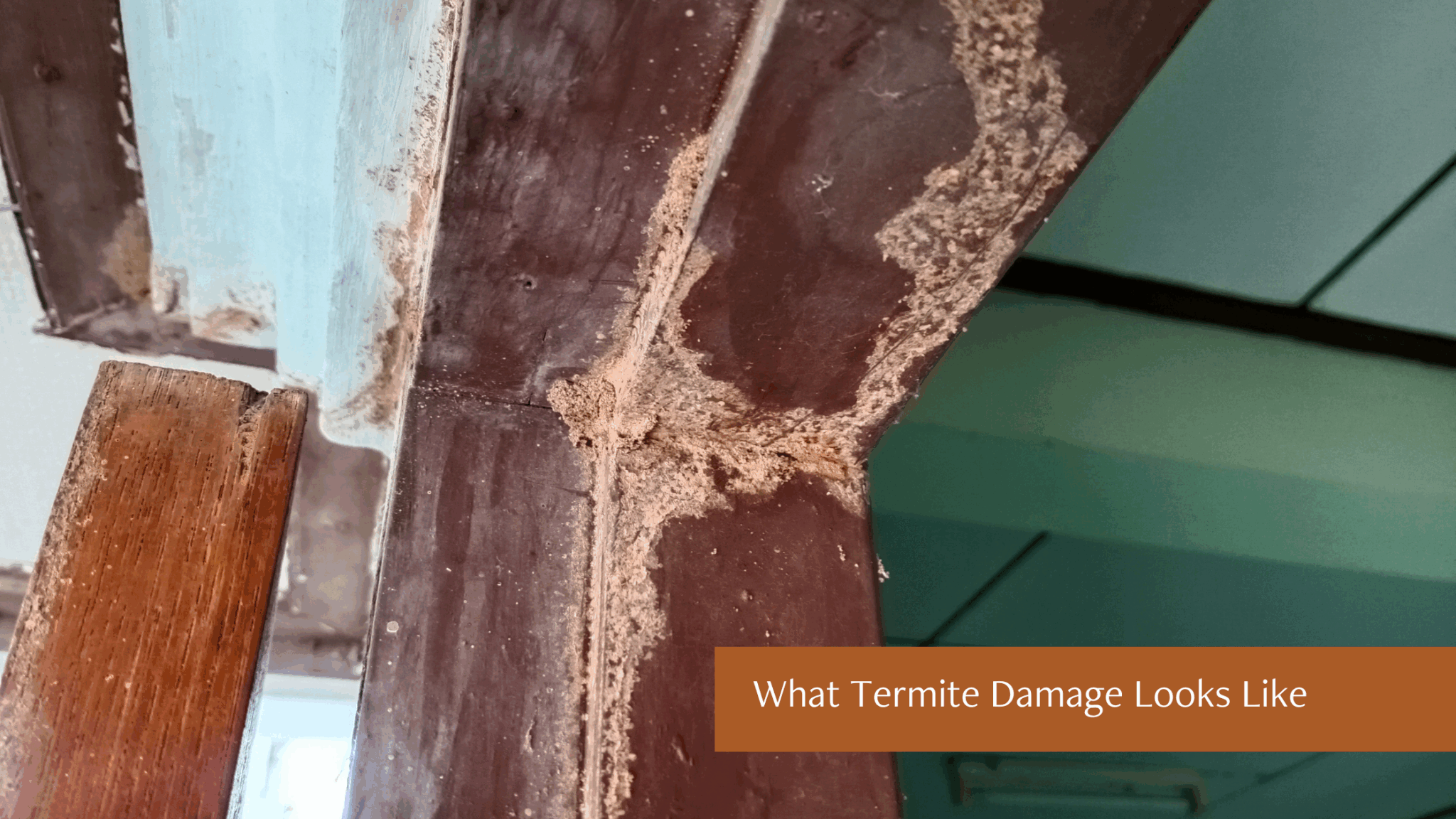 Protect Your Home with Termite Control Solutions - Brooks Pest Solutions