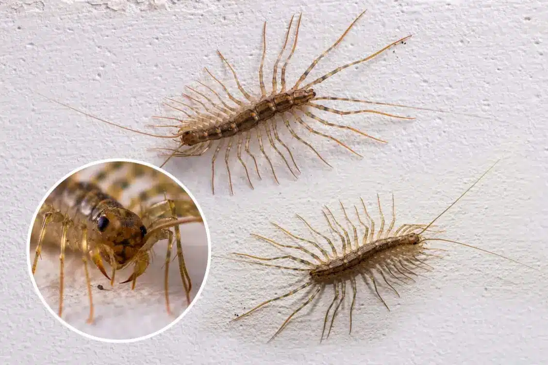 A composite of two house centipedes, showcasing their legs and eyes.