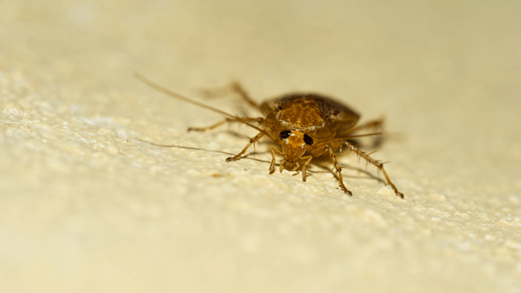 Are German Roaches Taking Over Your Home?