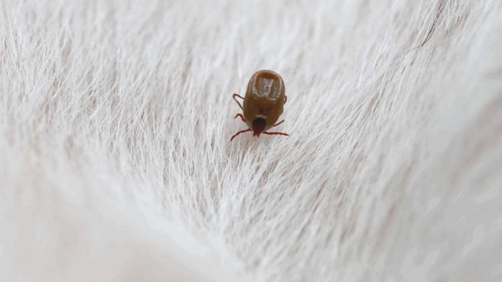 Learn How to Get Rid of Fleas Fast