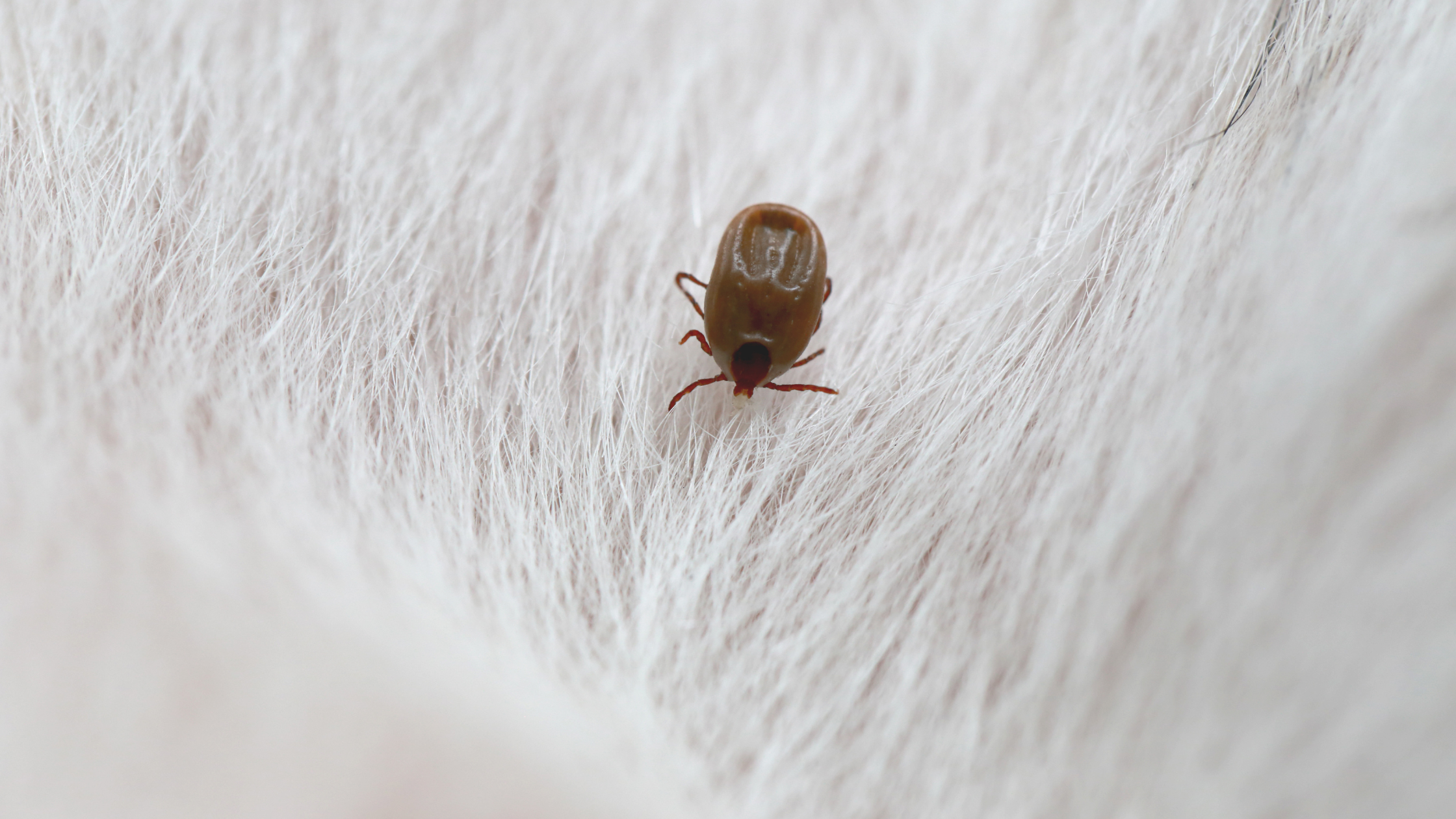 Learn How to Get Rid of Fleas Fast