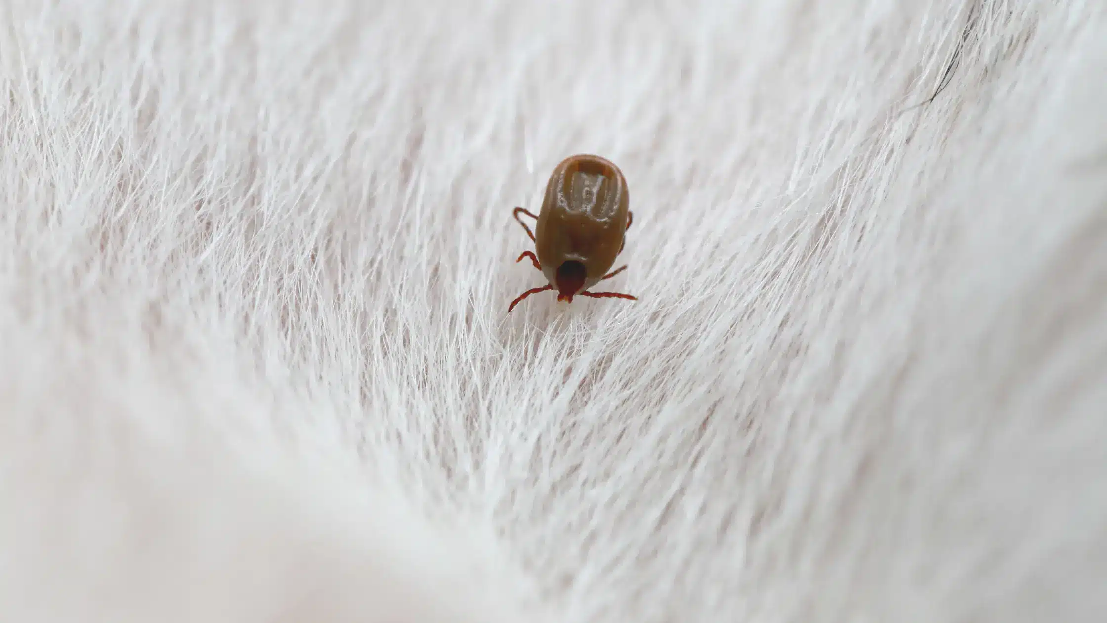 Learn How to Get Rid of Fleas Fast