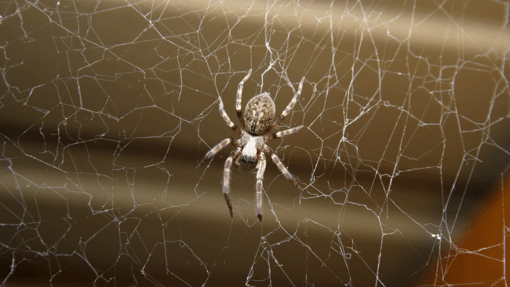 What Attracts Common House Spiders Indoors?
