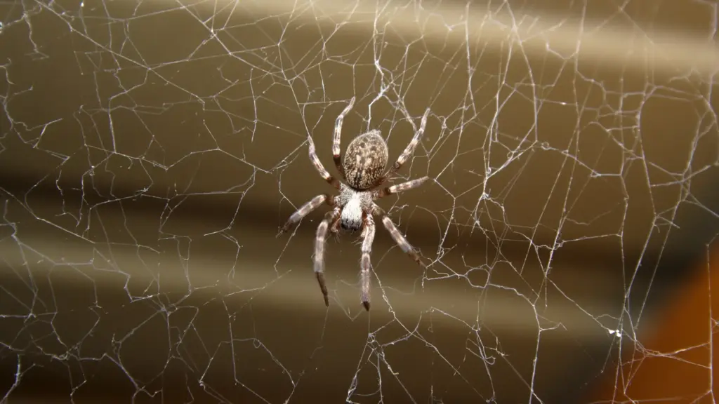 What Attracts Common House Spiders Indoors?