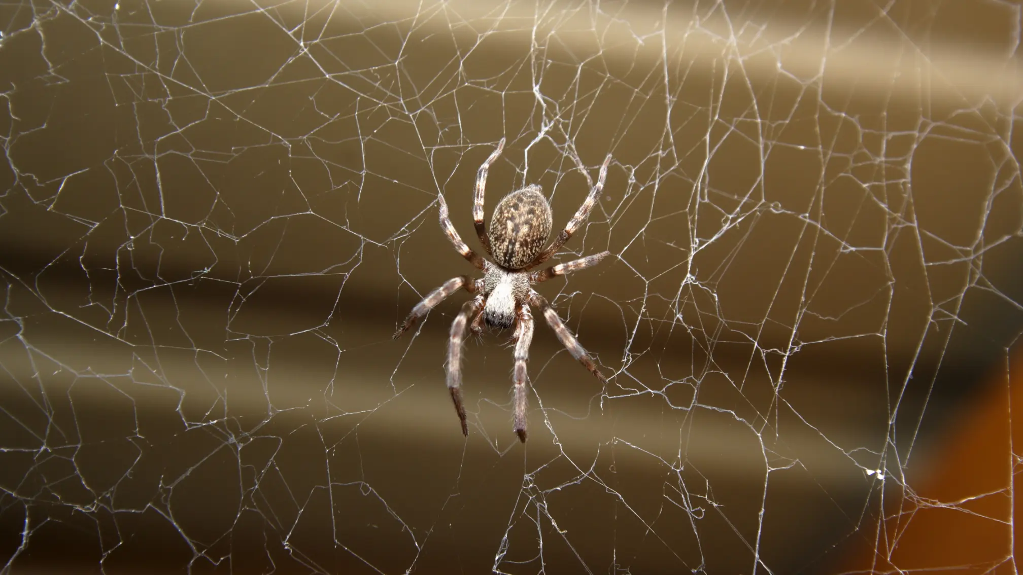 What Attracts Common House Spiders Indoors