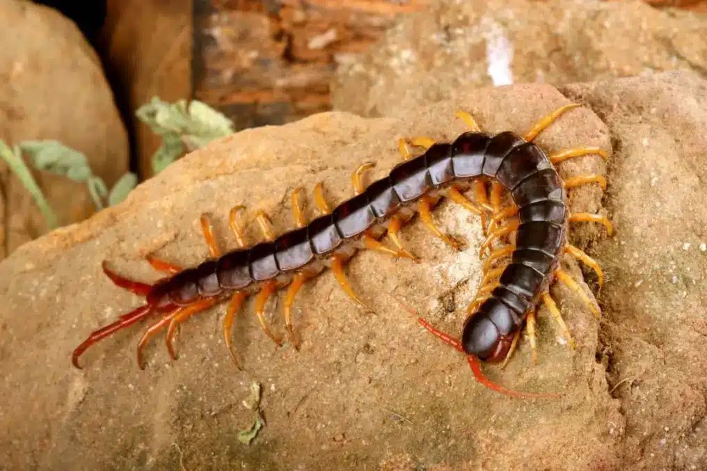 A dark centipede crawls across a dirt-covered boulder outdoors.