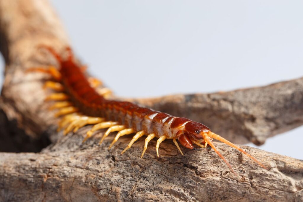 Are Centipedes Dangerous?