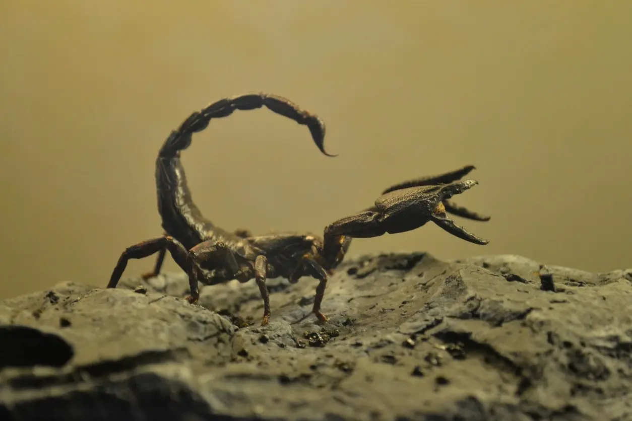 A dark brown scorpion on a rock has its pincers lifted in defense with its stinger positioned for stinging.