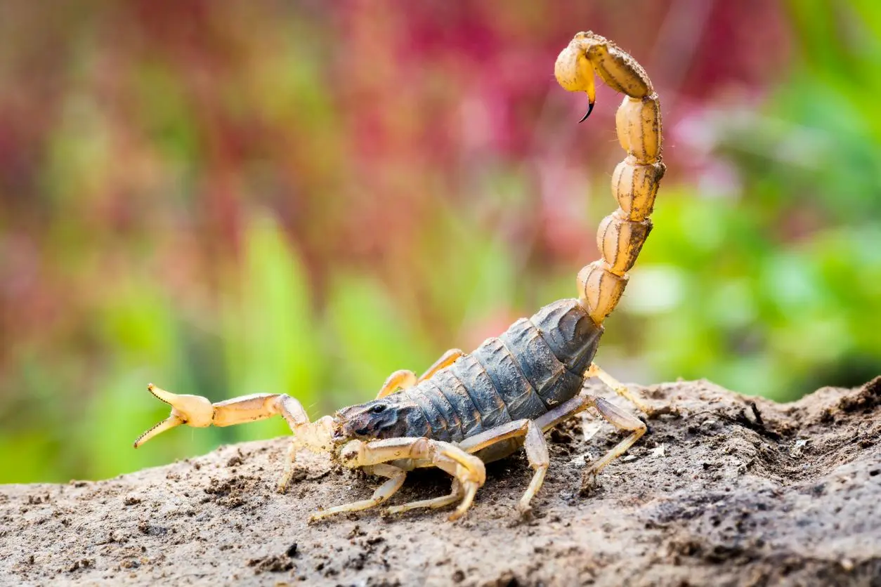 A scorpion with a dark body and yellow pincers and stinger stands in attack position on a rock.