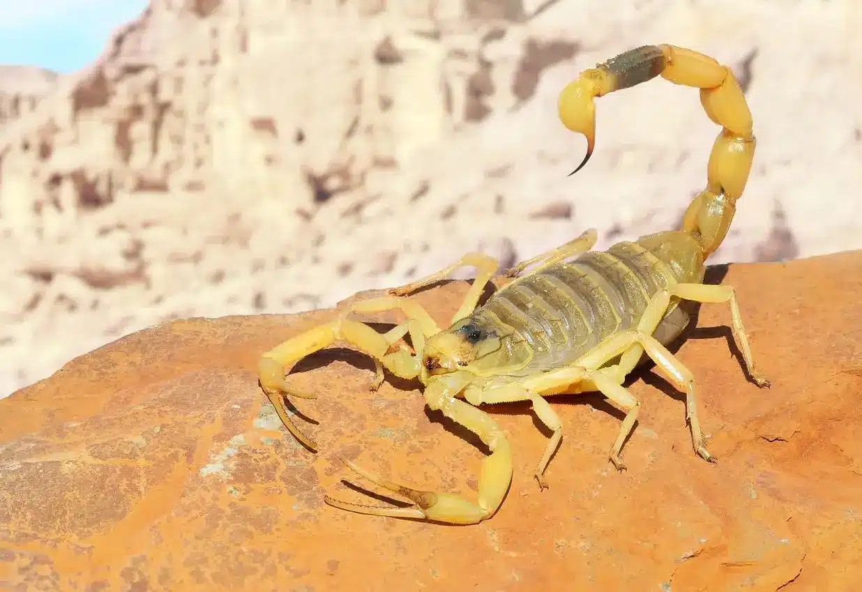 A yellow deathstalker scorpion standing on a desert rock.