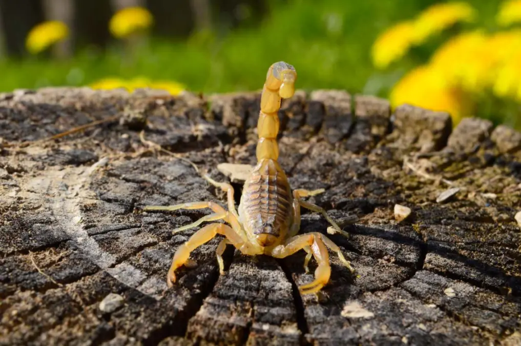 A yellowish-tan scorpion sits on a cut tree stump with yellow flowers blurred behind.