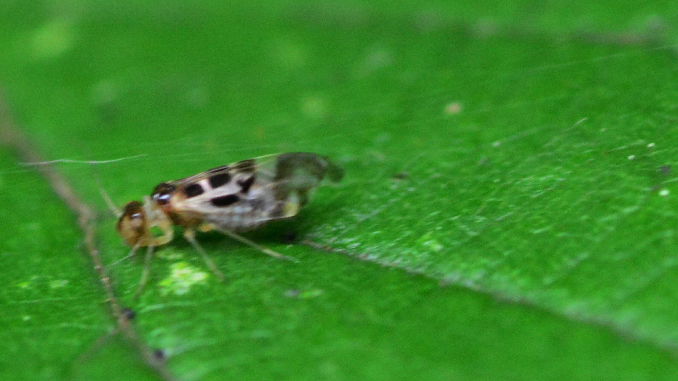 Avoiding Bugs That Look Like Termites Indoors