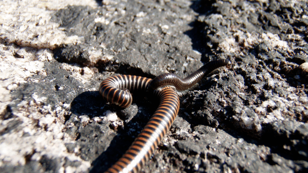 Centipede vs Millipedes: Get Rid of Them Fast
