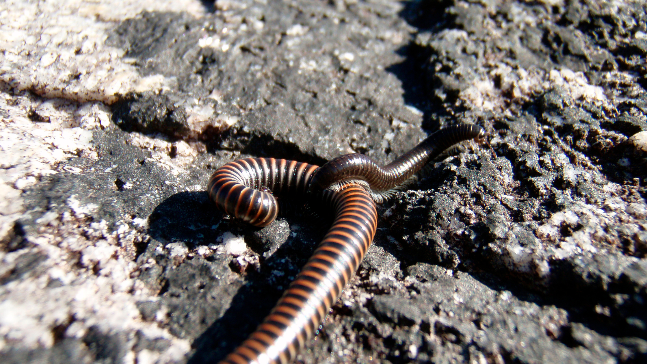 Centipede vs Millipedes_ Get Rid of Them Fast