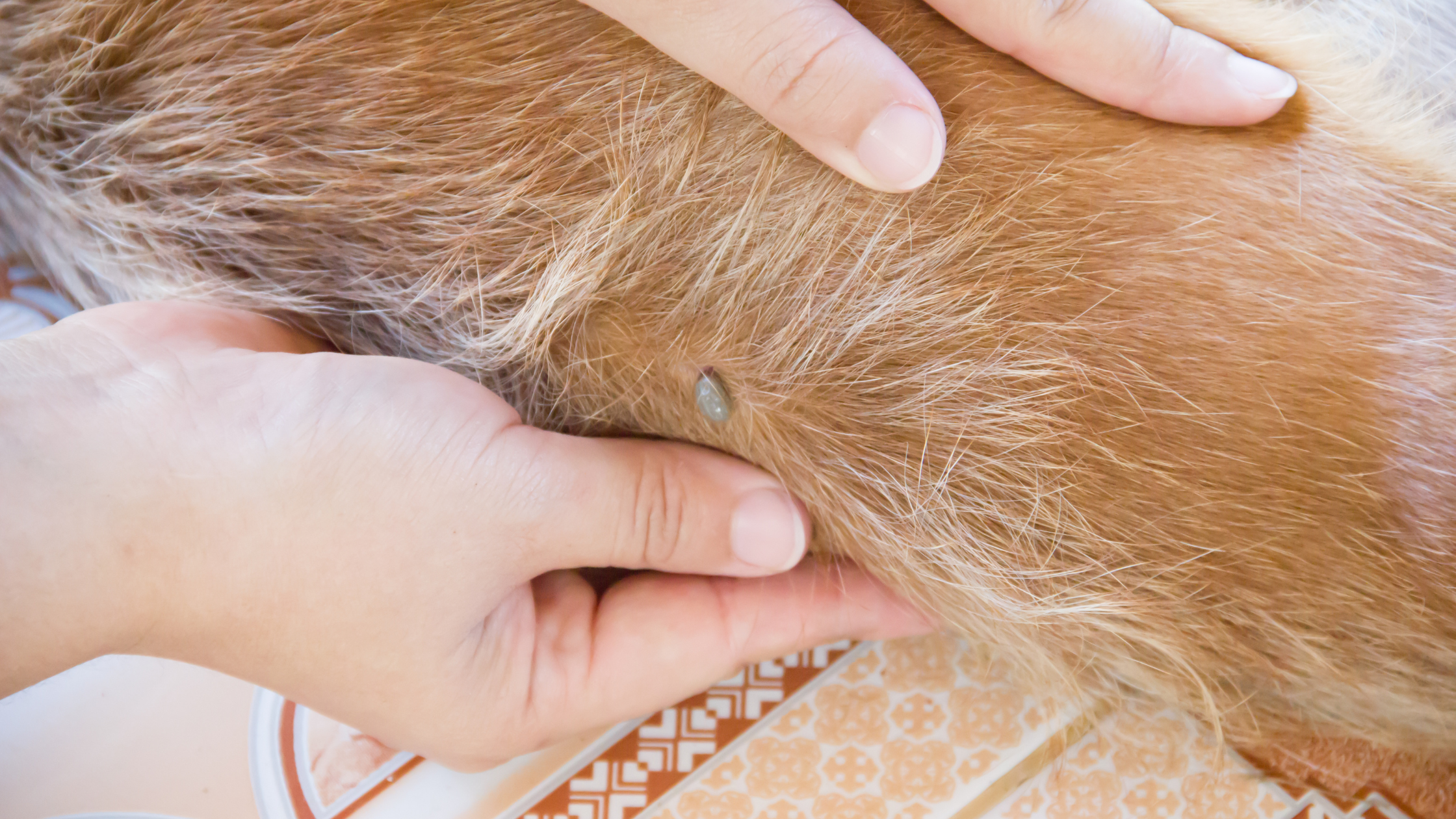 Do Fleas Fly_ Protecting Your Home Starts Here