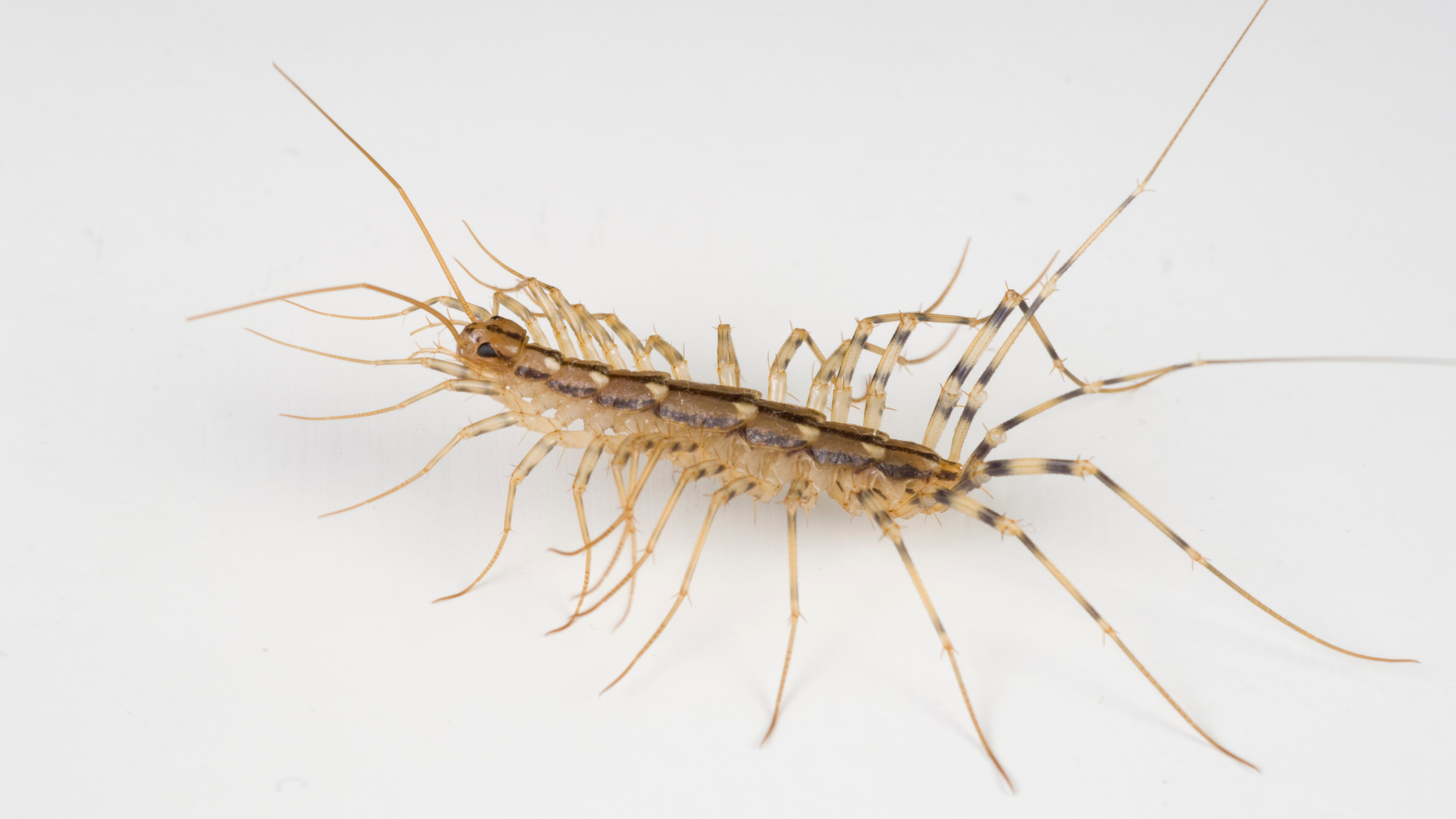 Creepy but Useful_ What You Should Know About House Centipedes at Home