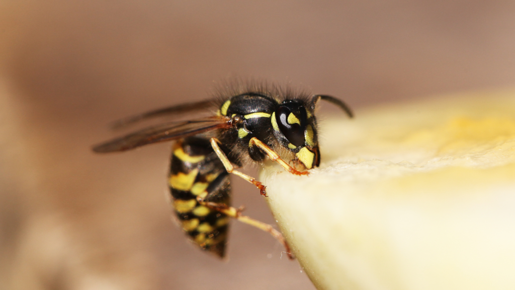 Stung by a Wasp? Here’s What to Do (and What Not to Do)