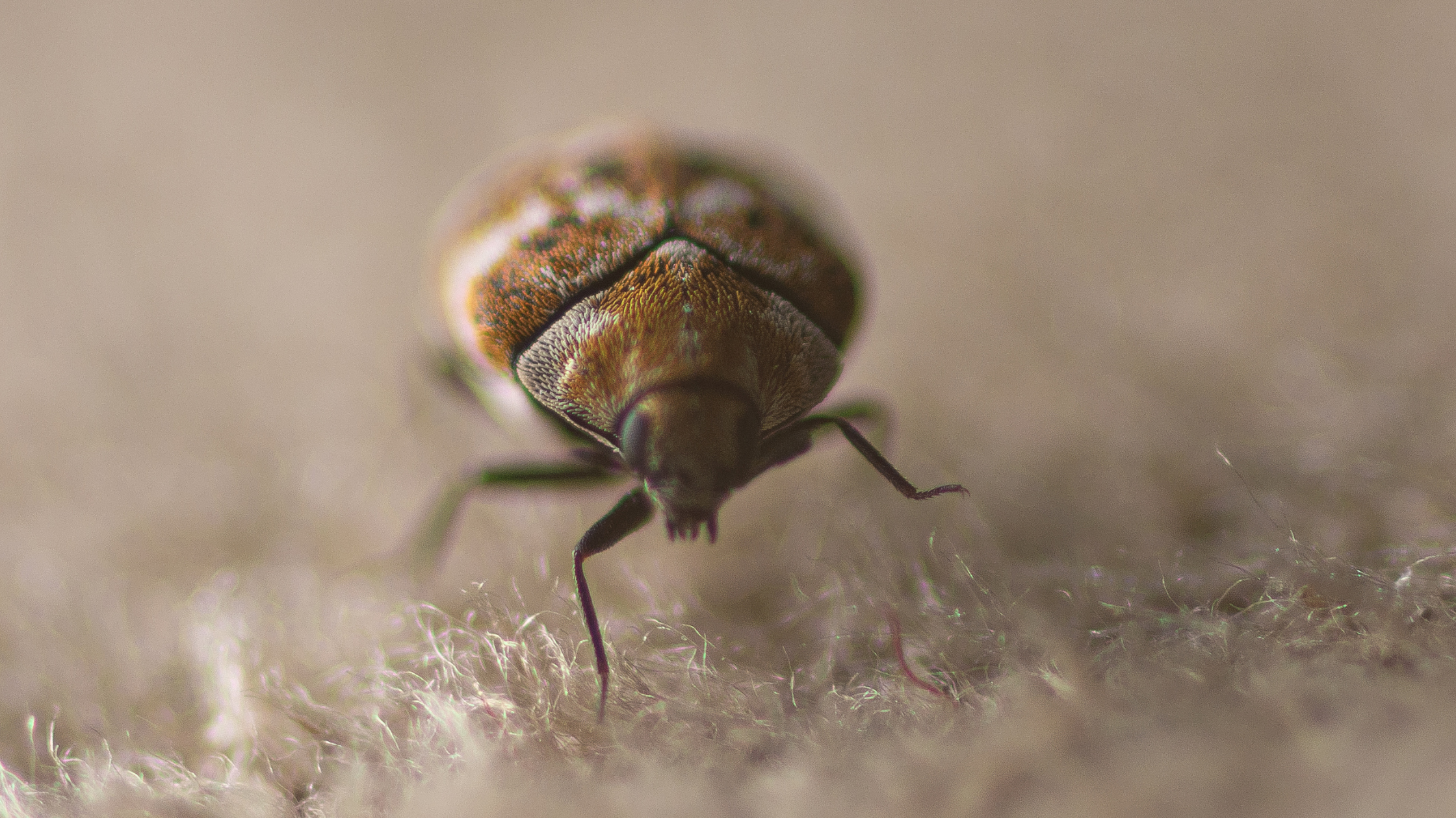 The Ultimate Guide to Getting Rid of Rug Beetles Naturally