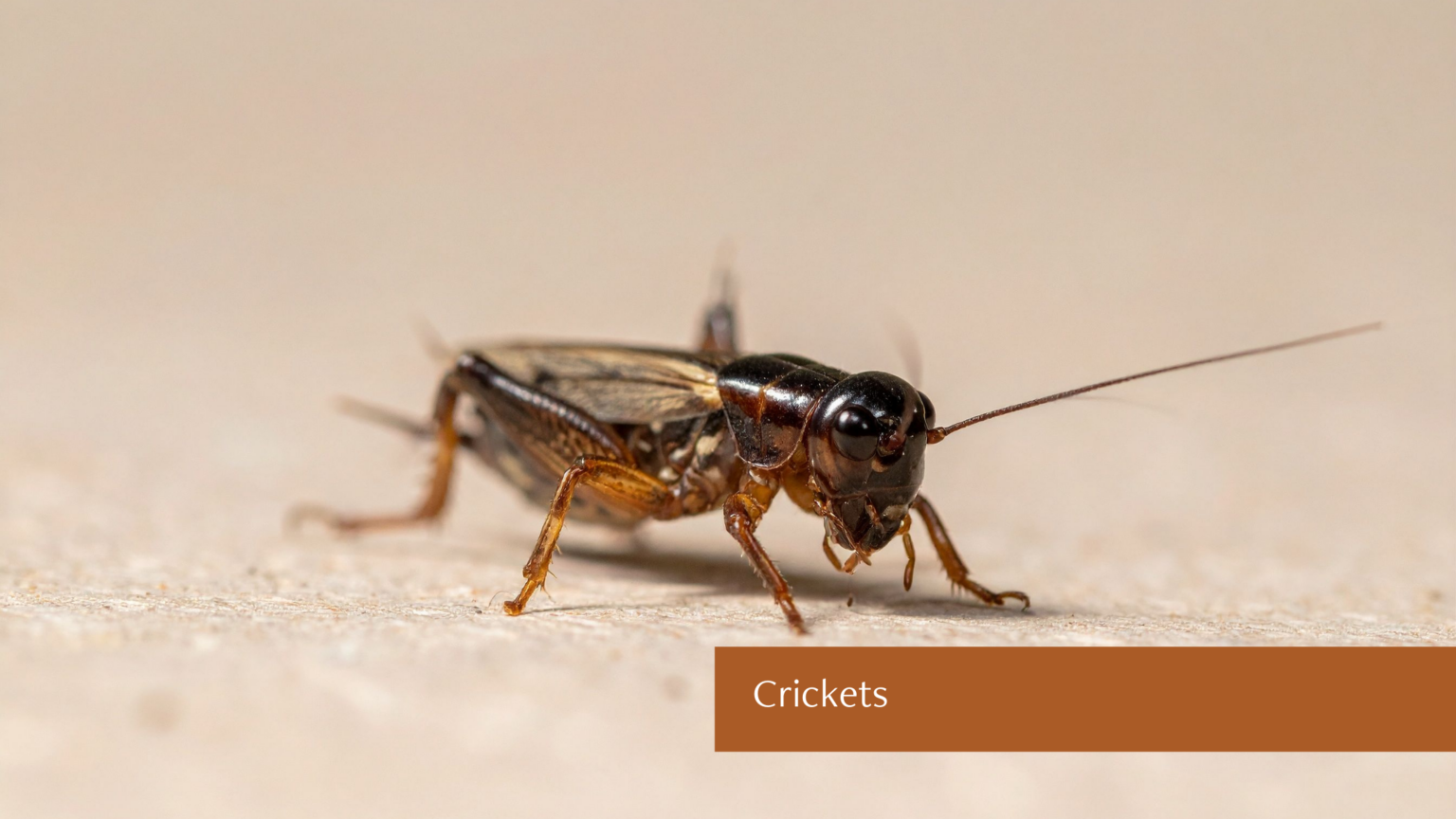 Insects That Resemble Roaches and How to Identify Them - Brooks Pest ...