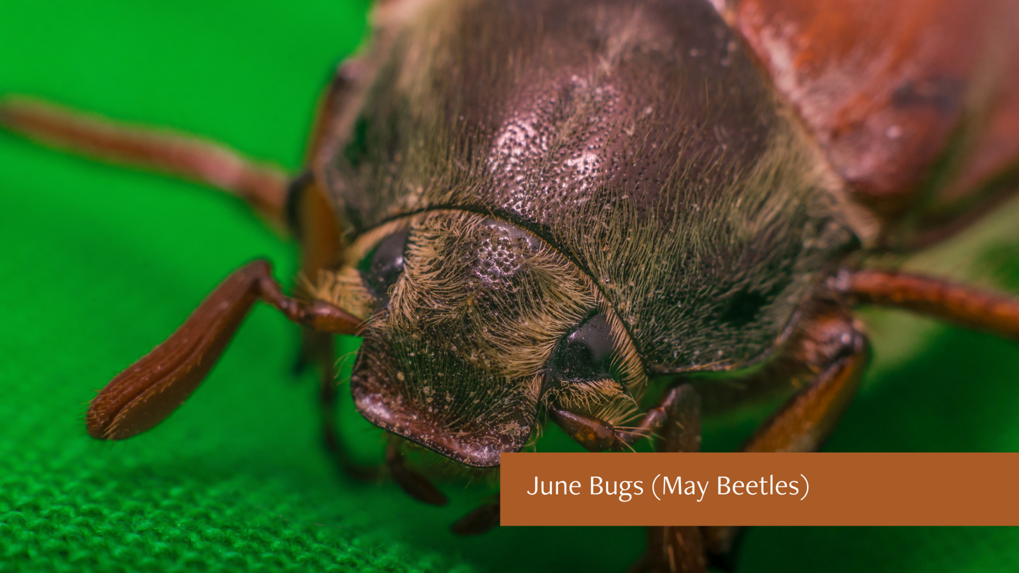 Insects That Resemble Roaches and How to Identify Them - Brooks Pest ...