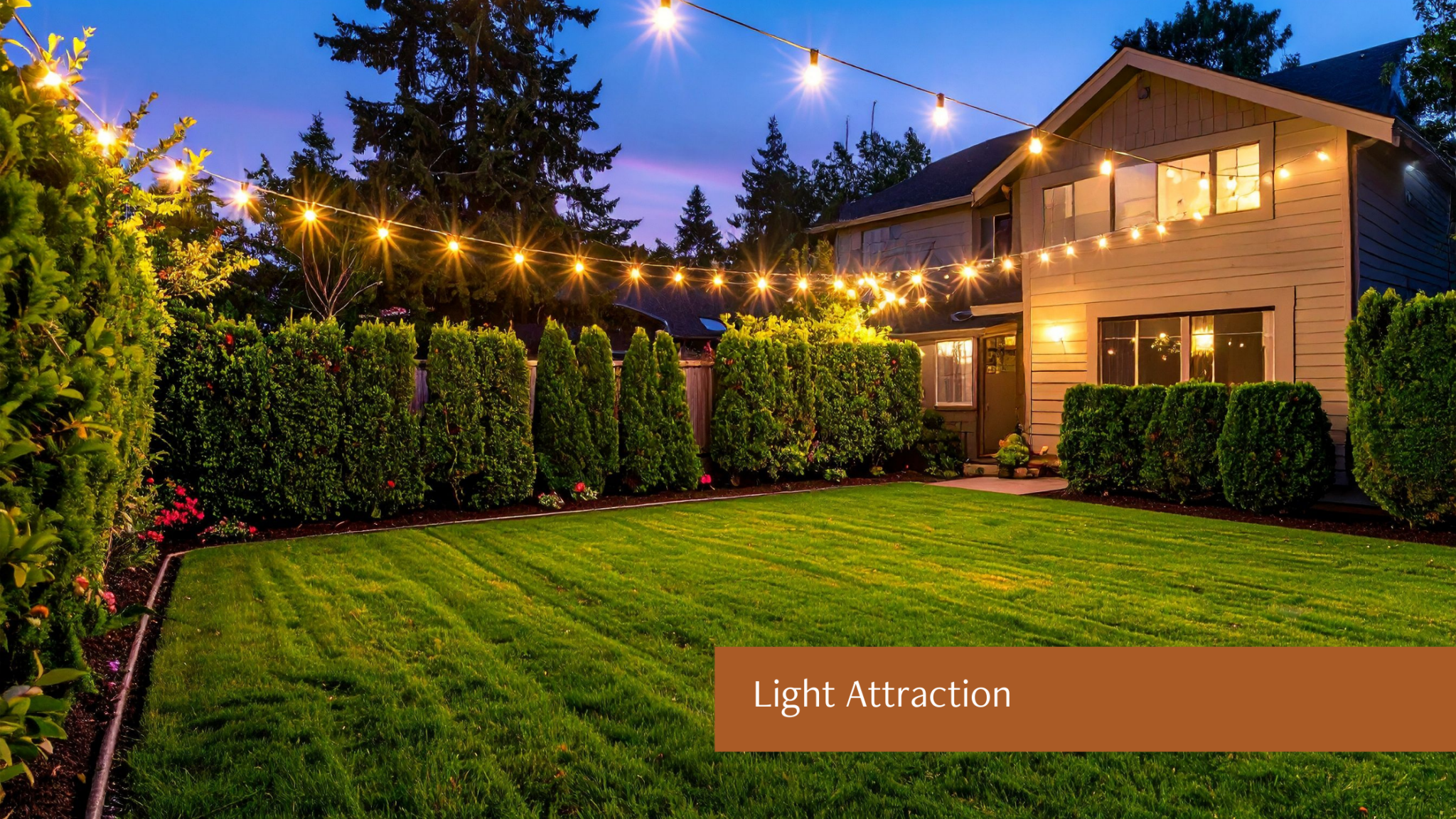 Why Are We Infested with Crickets? - Brooks Pest Solutions