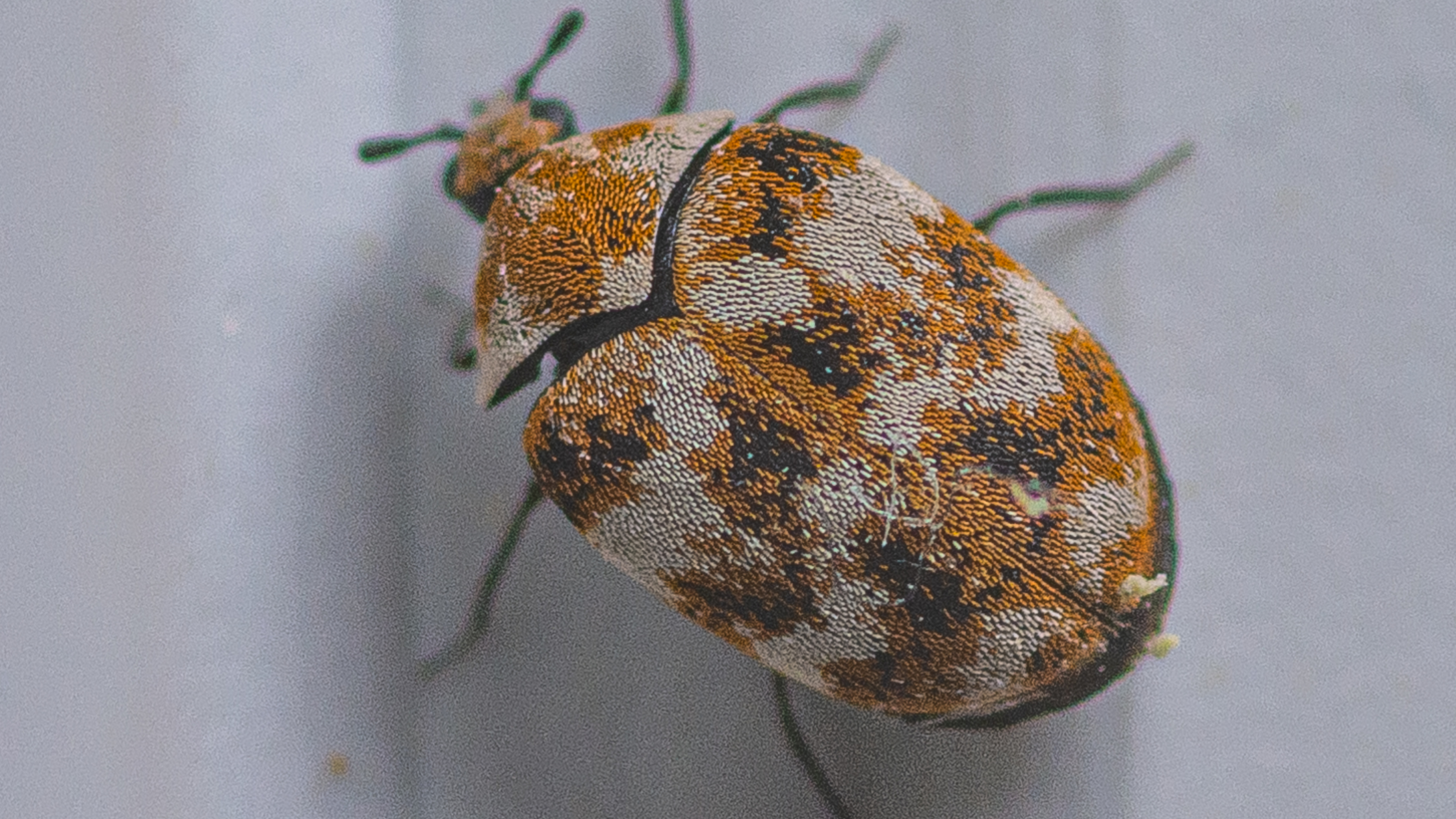 What Are the First Signs of Carpet Beetles