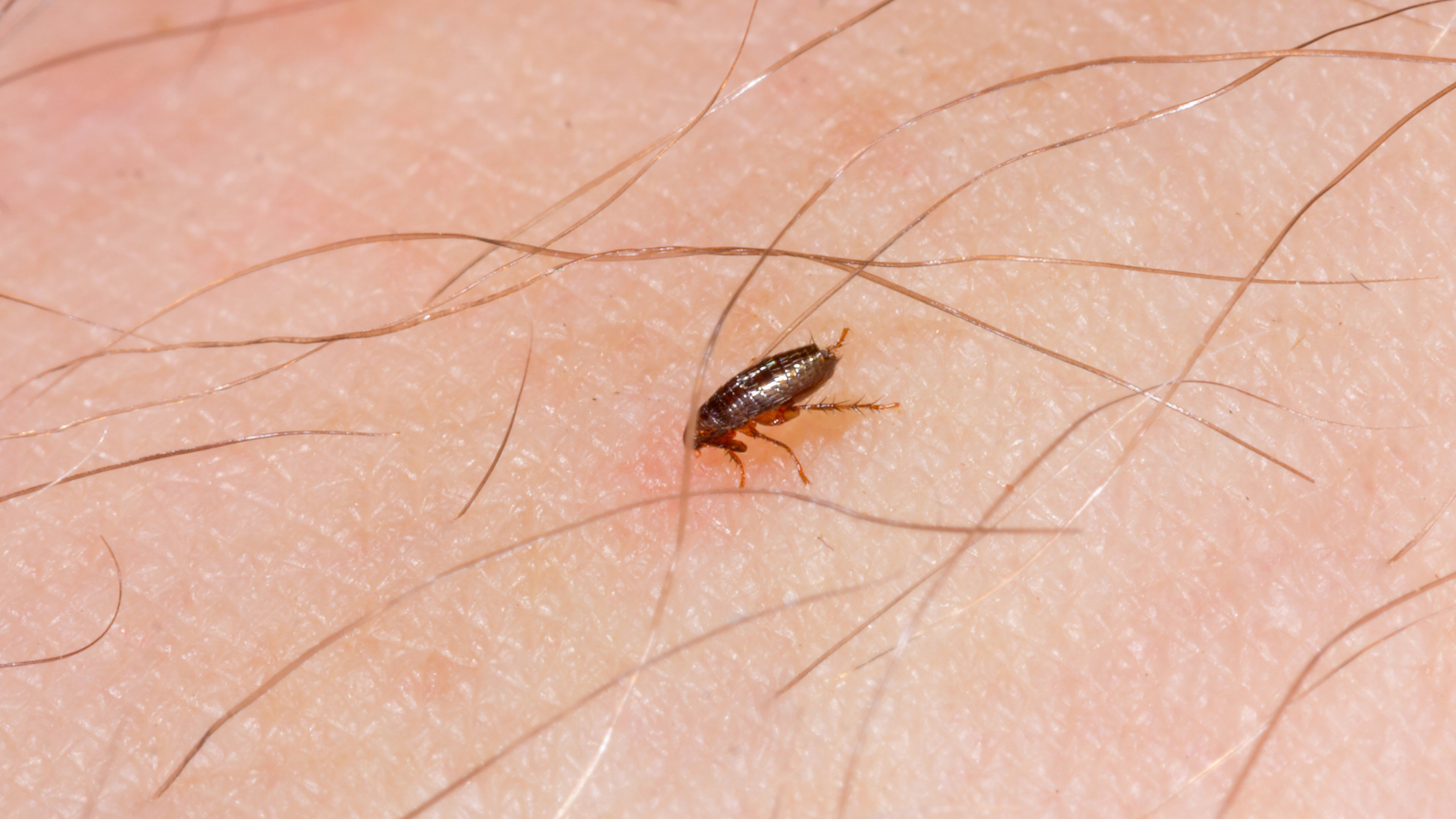 How Long Does Flea Treatment Take to Work