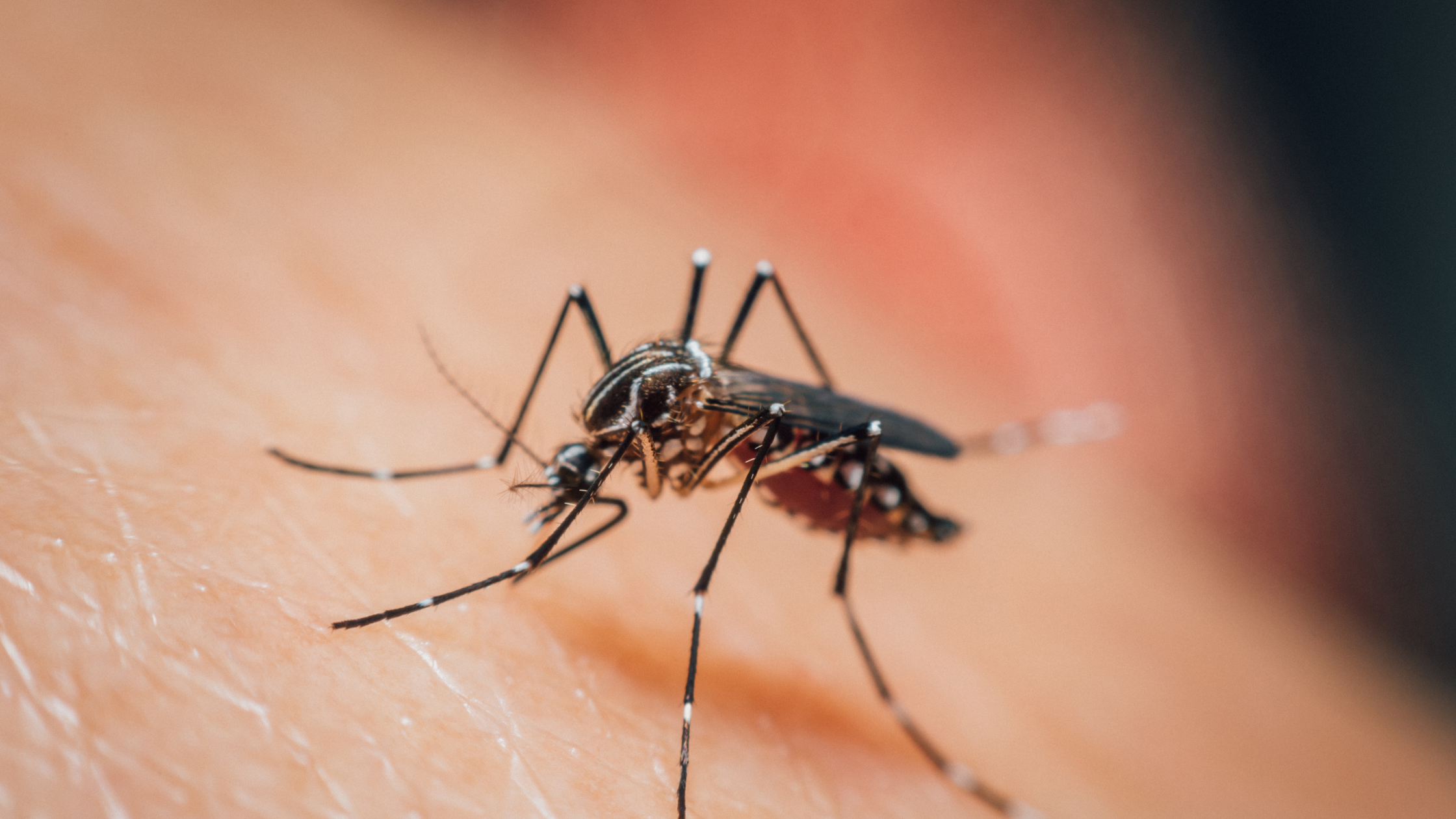 Is Mosquito Season Already in Your State
