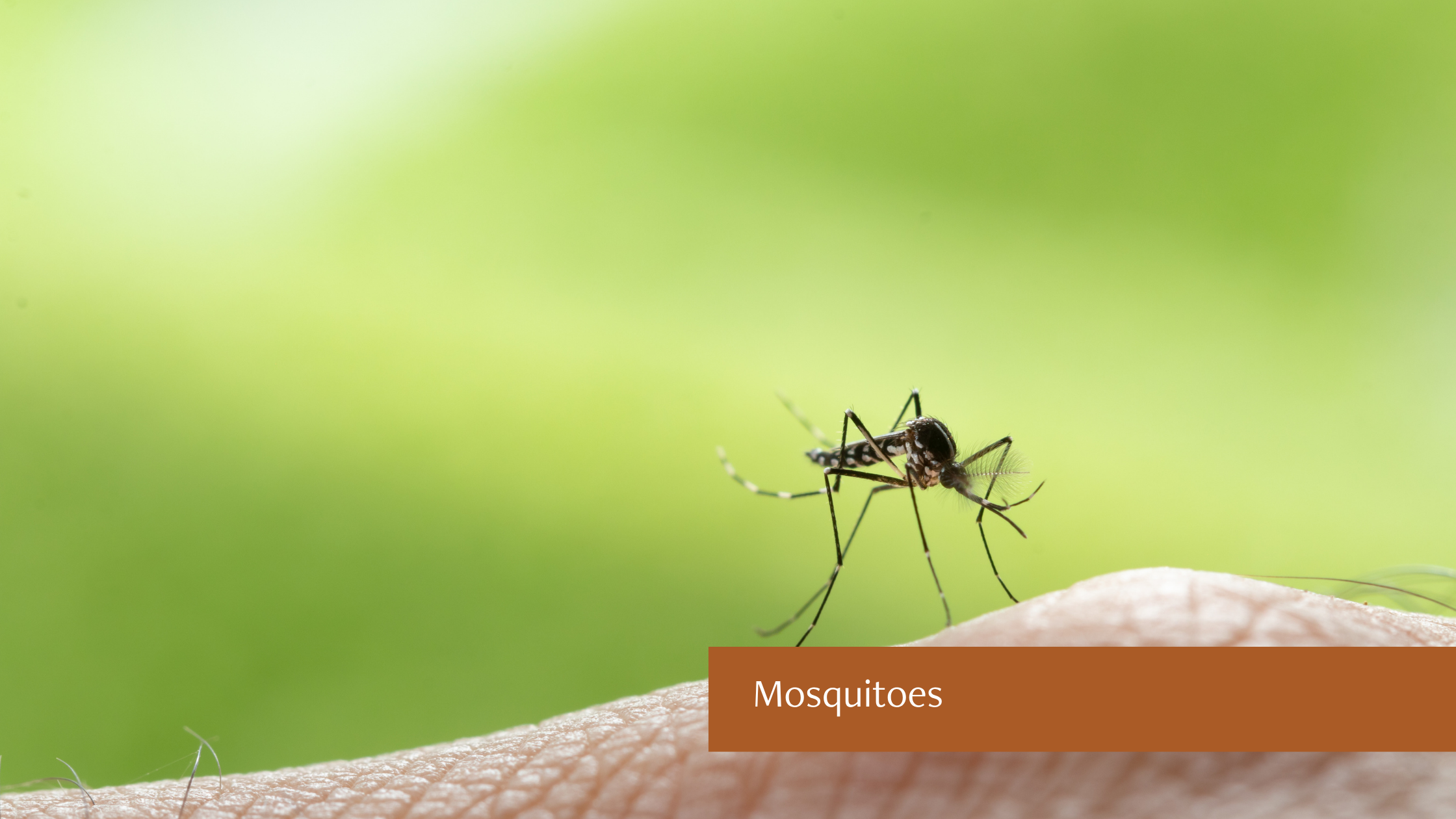 Close-up of a mosquito, the pest most likely to spread illness