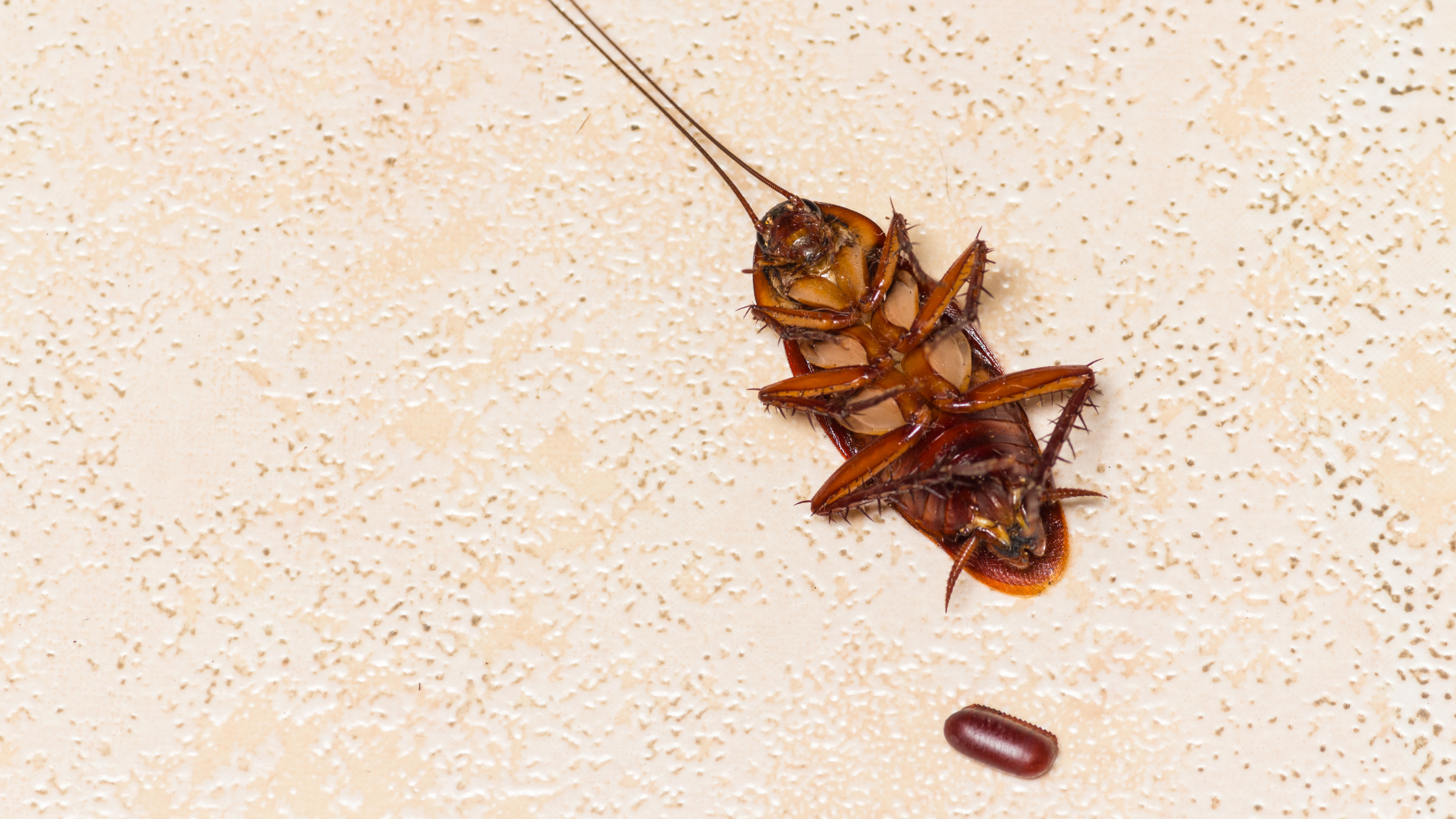 How to Prevent Cockroaches in Pompano Beach, FL