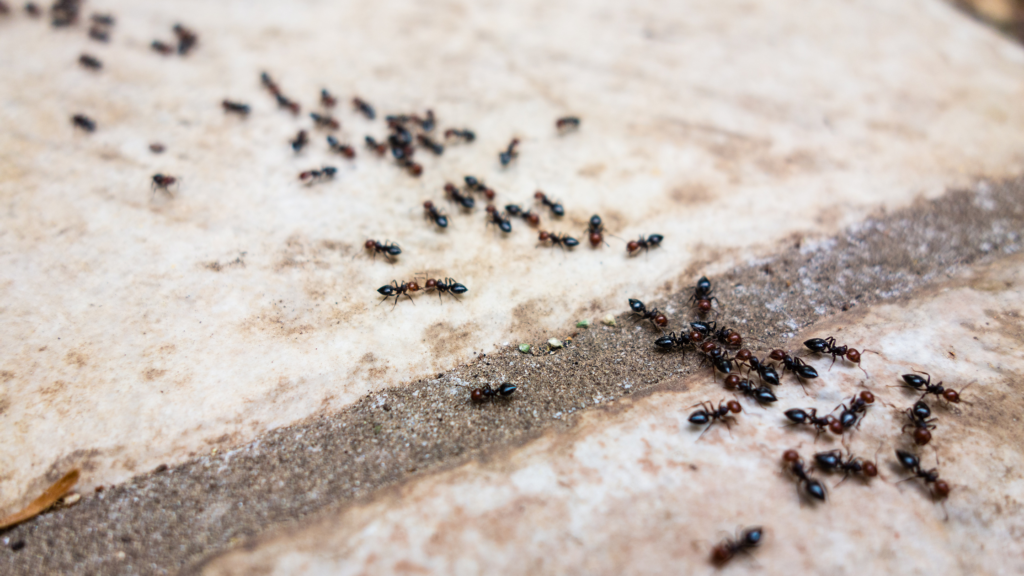 Brooks Pest Solutions