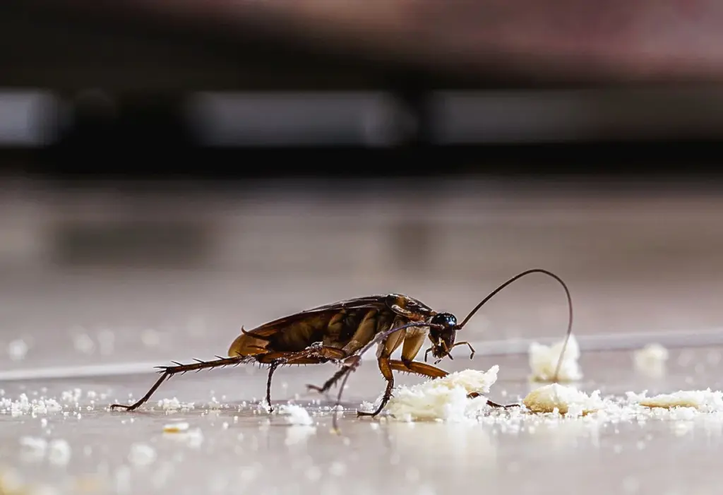 Cockroach on the floor of a house eating breadcrumbs.