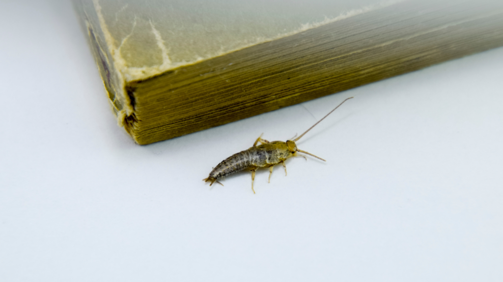 Brooks Pest Solutions